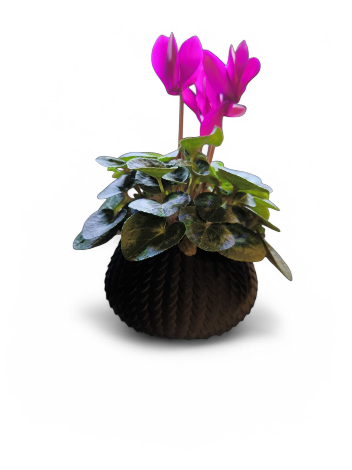 CapillaPonic Pflanzgefäß von Aquariengarten DracoCutis_bepflanzt2