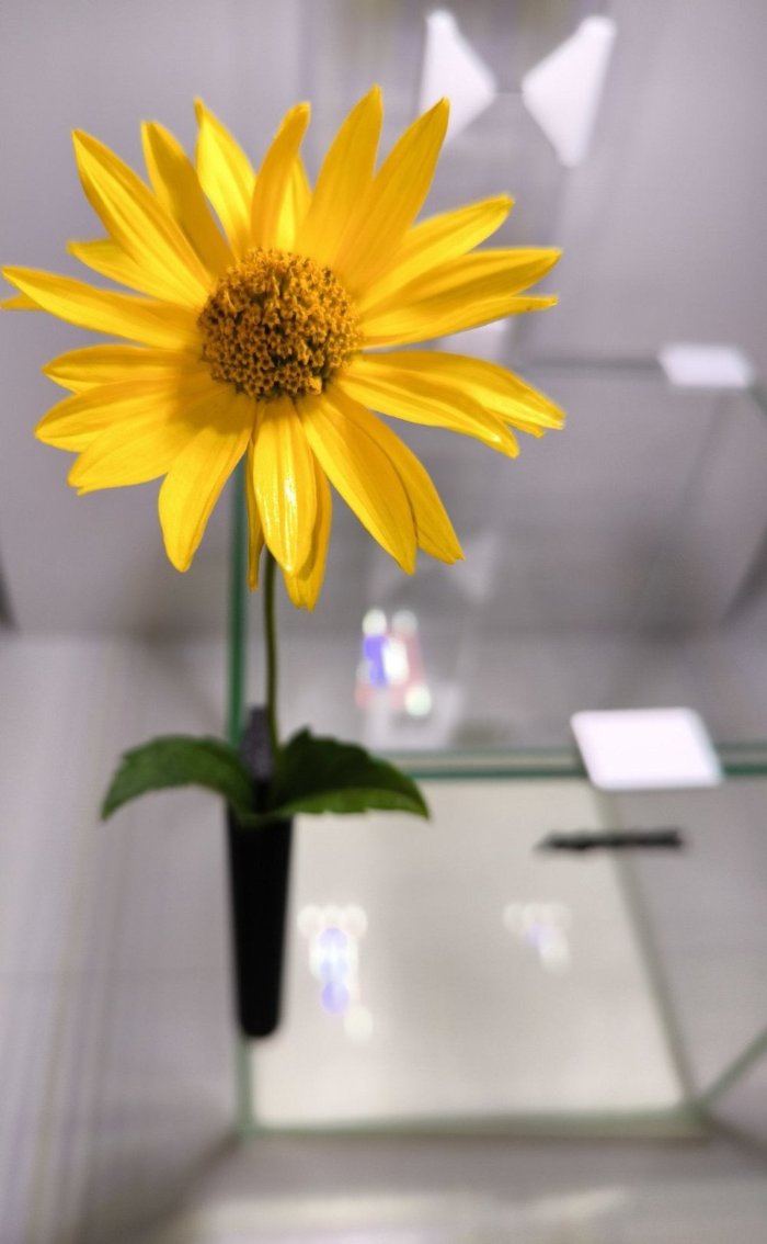 CapillaFlower - Kapillare Vase für Schnittblumen 