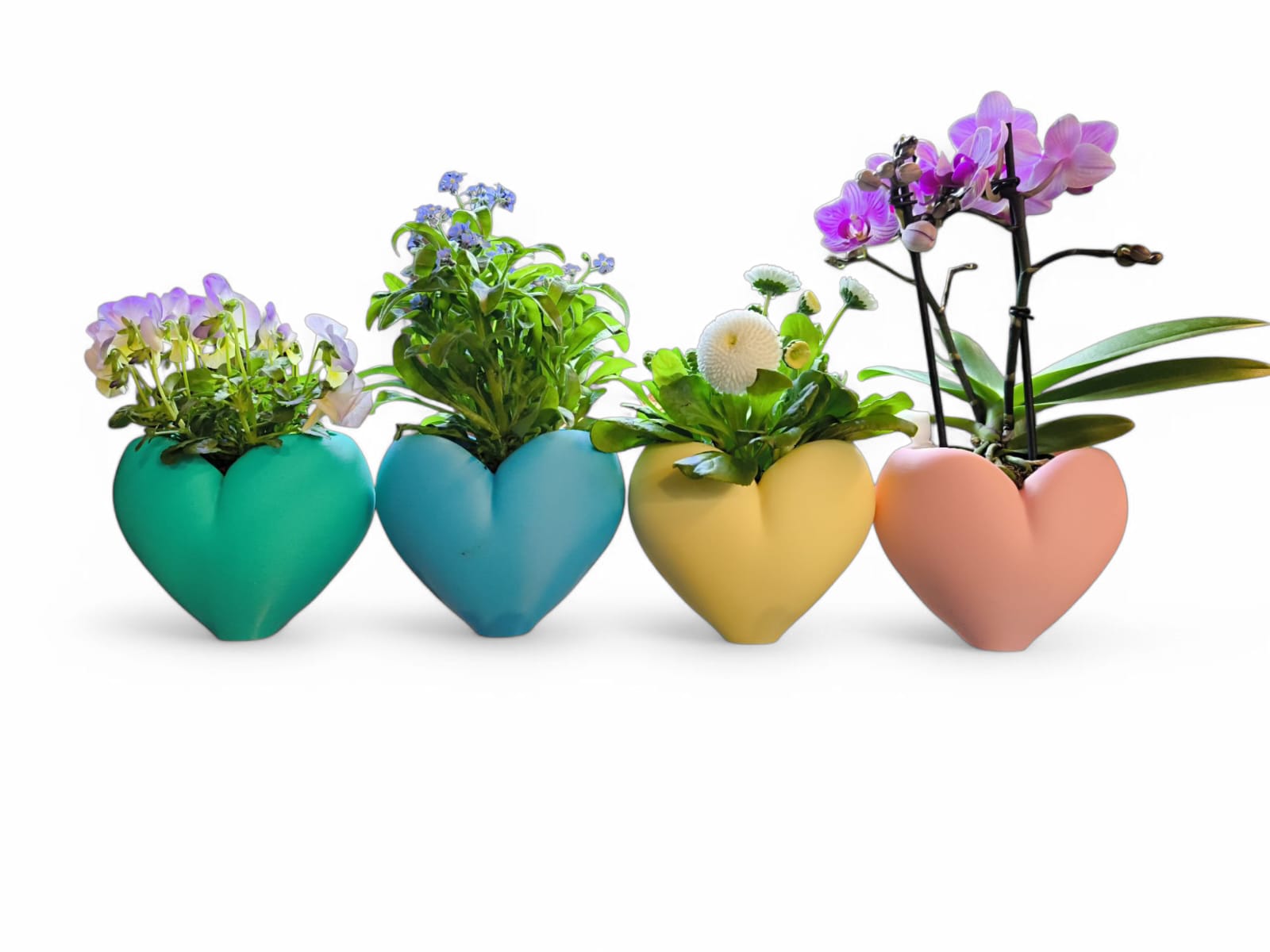 CapillaHeart_CapillaPonic_Aquariengarten_bepflanzt