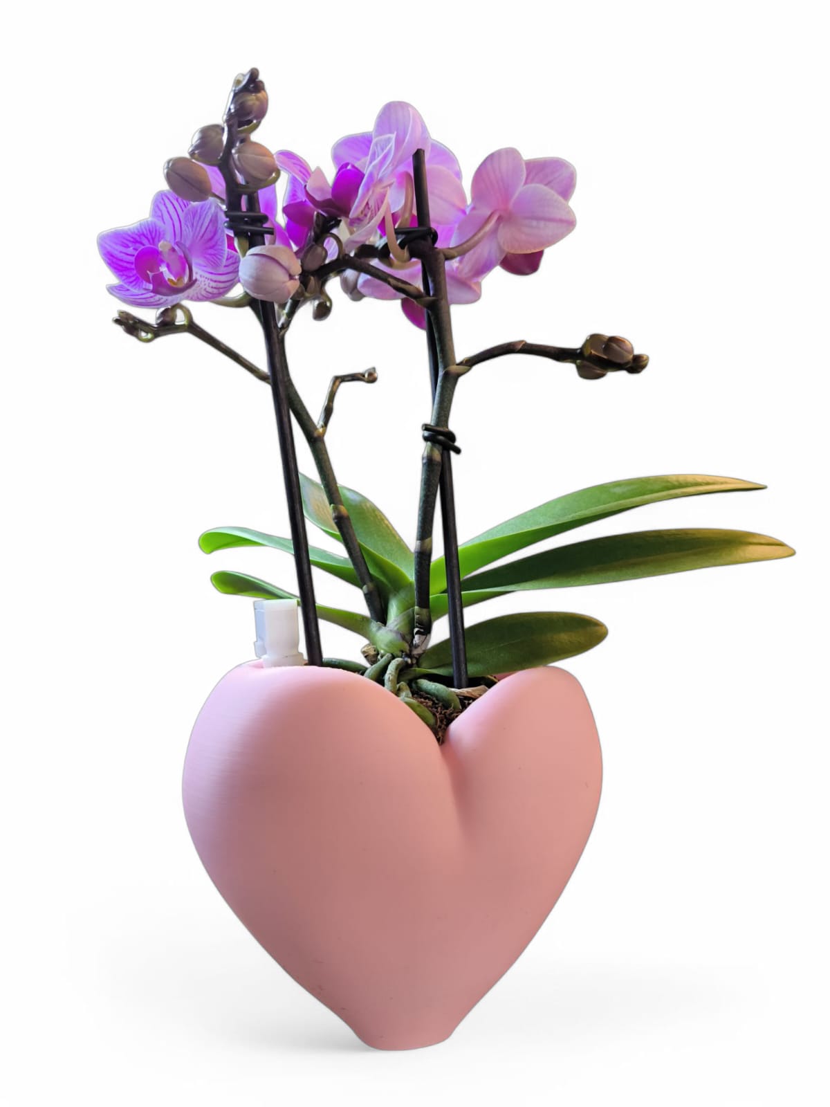 CapillaHeart_CapillaPonic_Aquariengarten_bepflanzt2