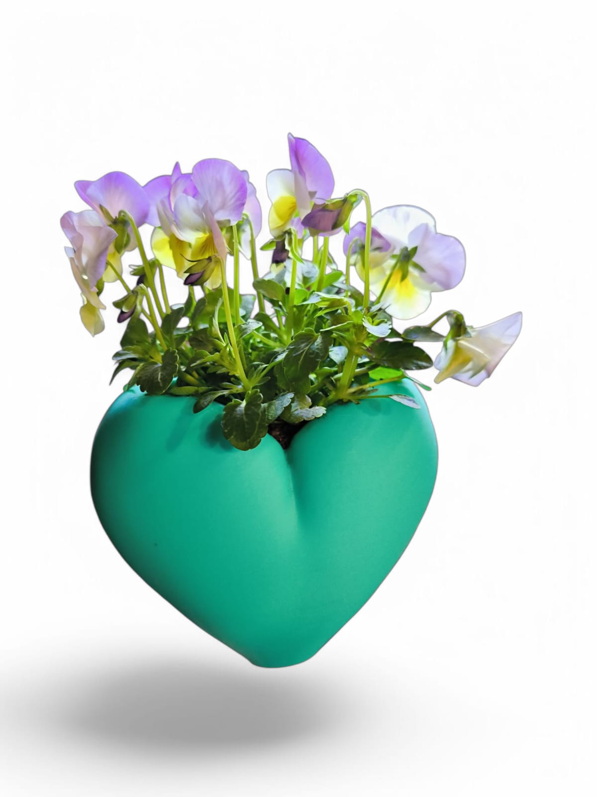 CapillaHeart_CapillaPonic_Aquariengarten_bepflanzt3