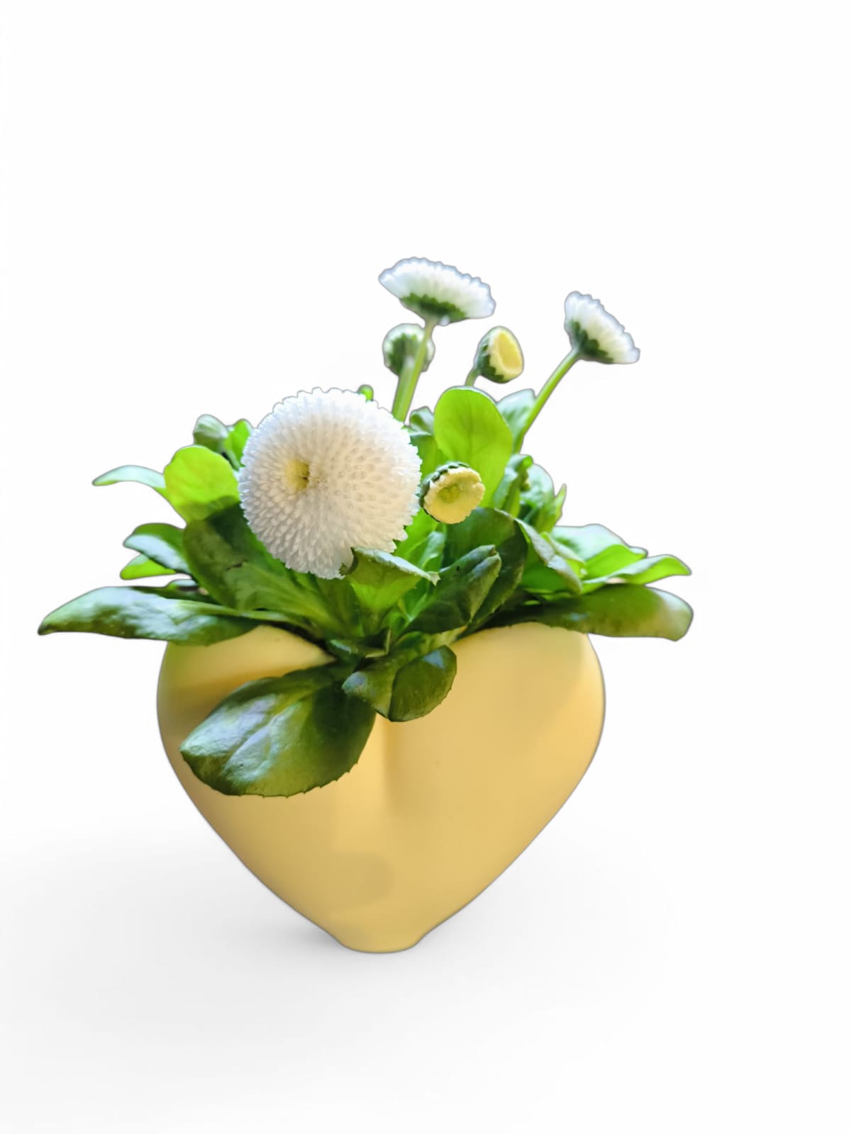 CapillaHeart_CapillaPonic_Aquariengarten_bepflanzt4