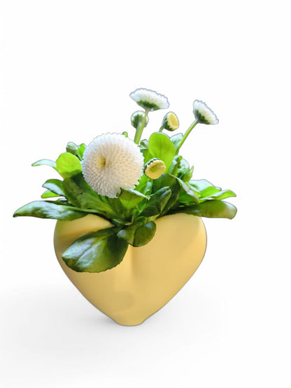 CapillaHeart_CapillaPonic_Aquariengarten_bepflanzt4