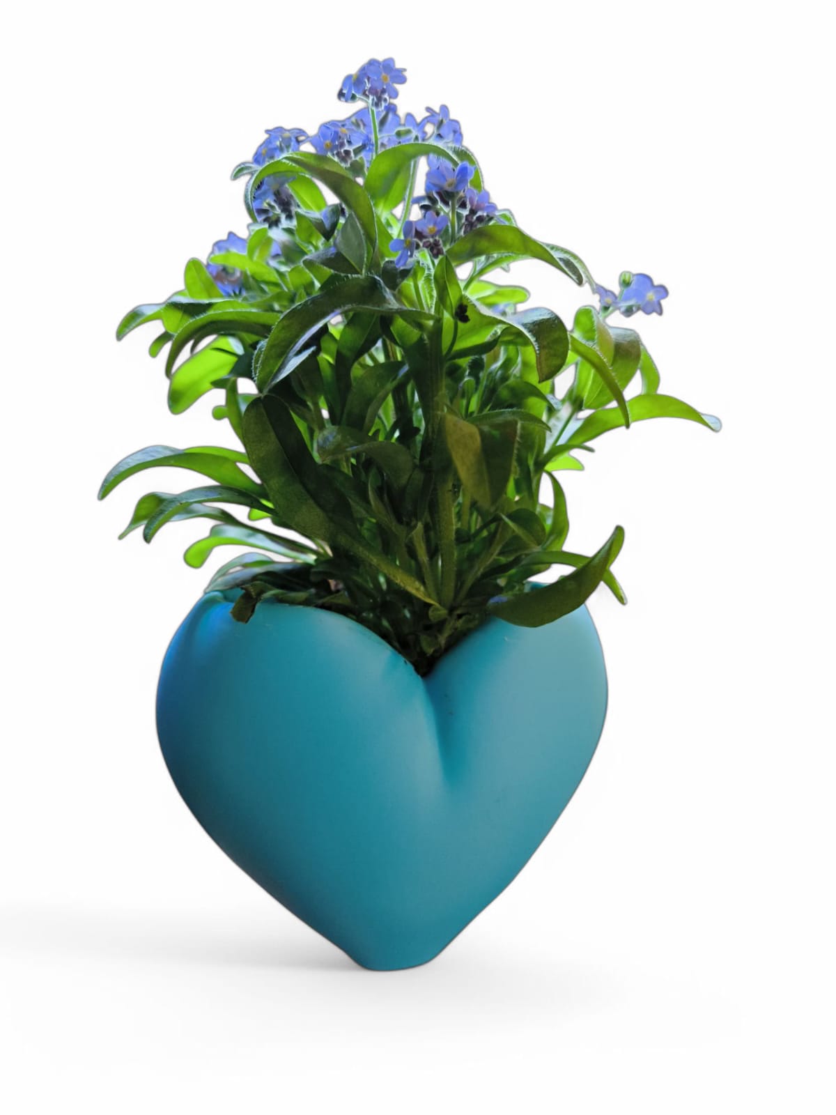 CapillaHeart_CapillaPonic_Aquariengarten_bepflanzt5