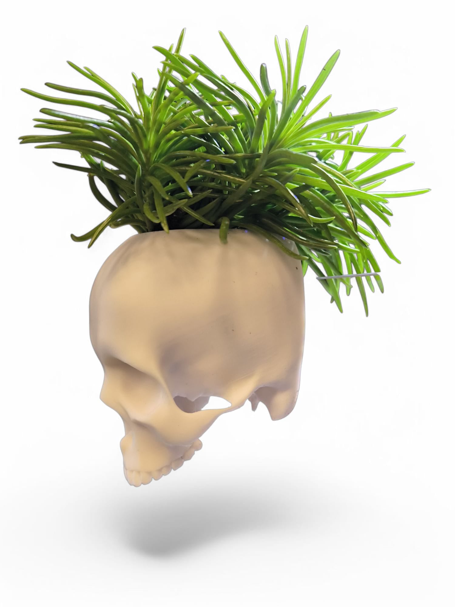 CapillaSkull Vase bepflanzt