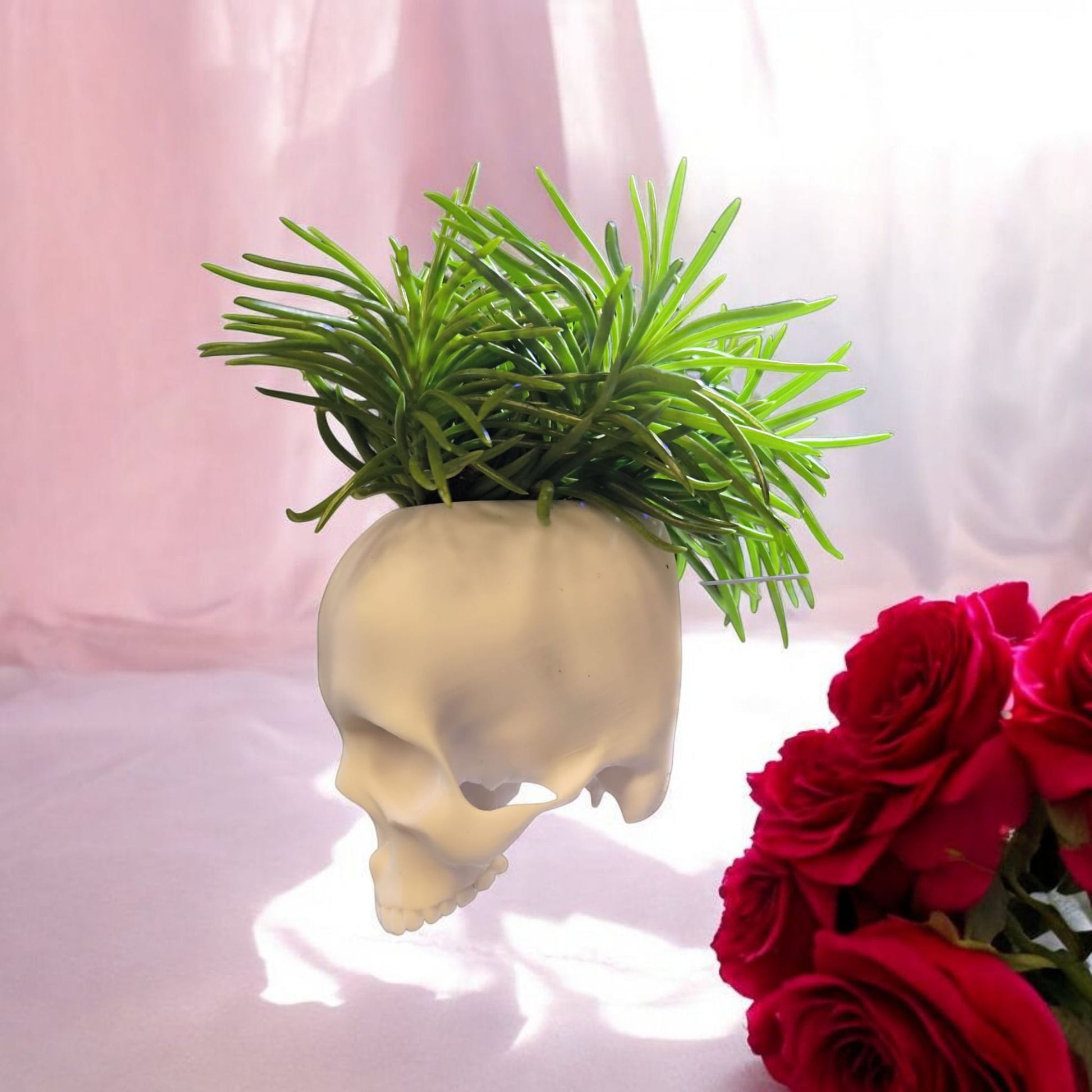 CapillaSkull_bepflanzt_2