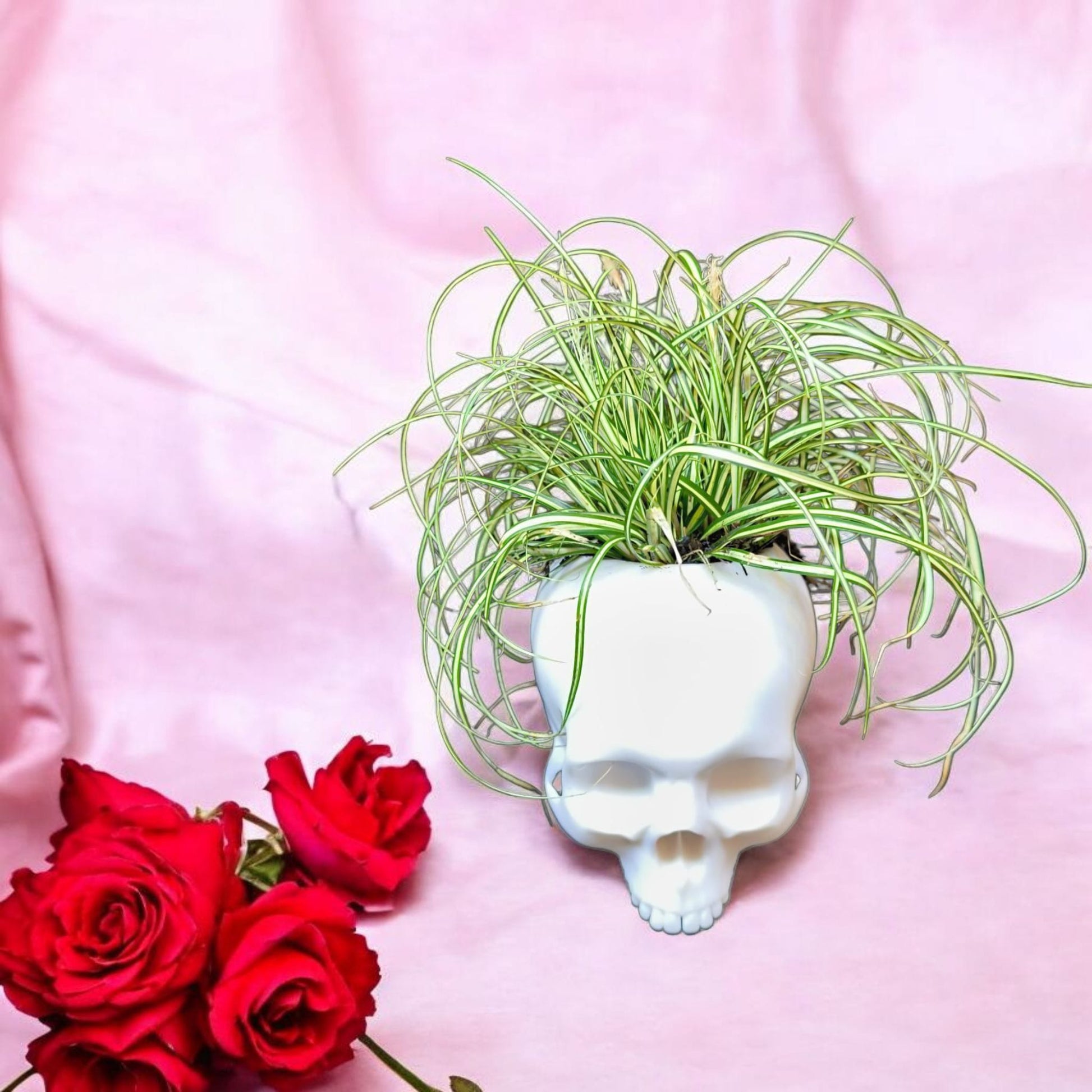 CapillaSkull_bepflanzt_3