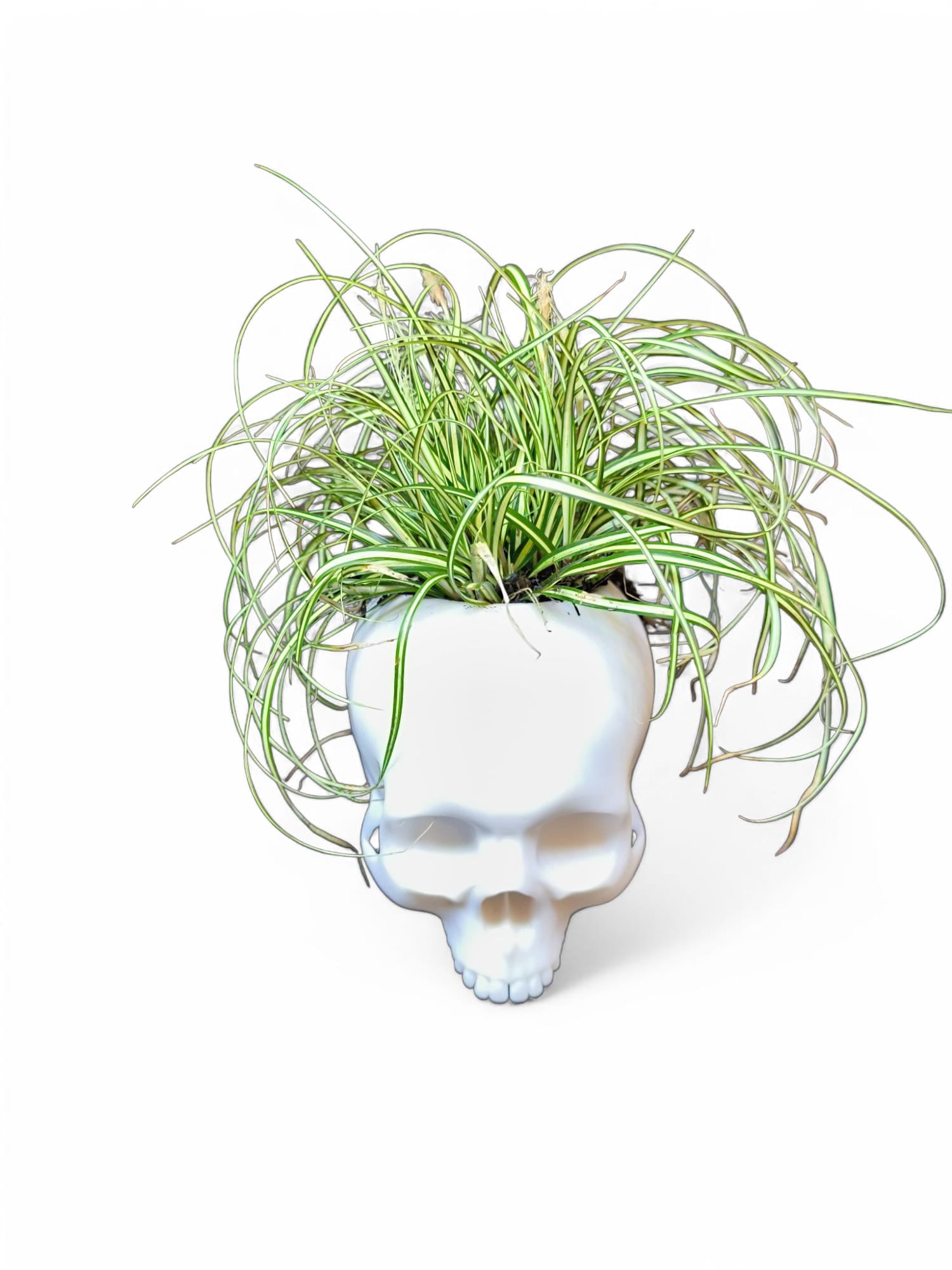 CapillaSkull_bepflanzt_4