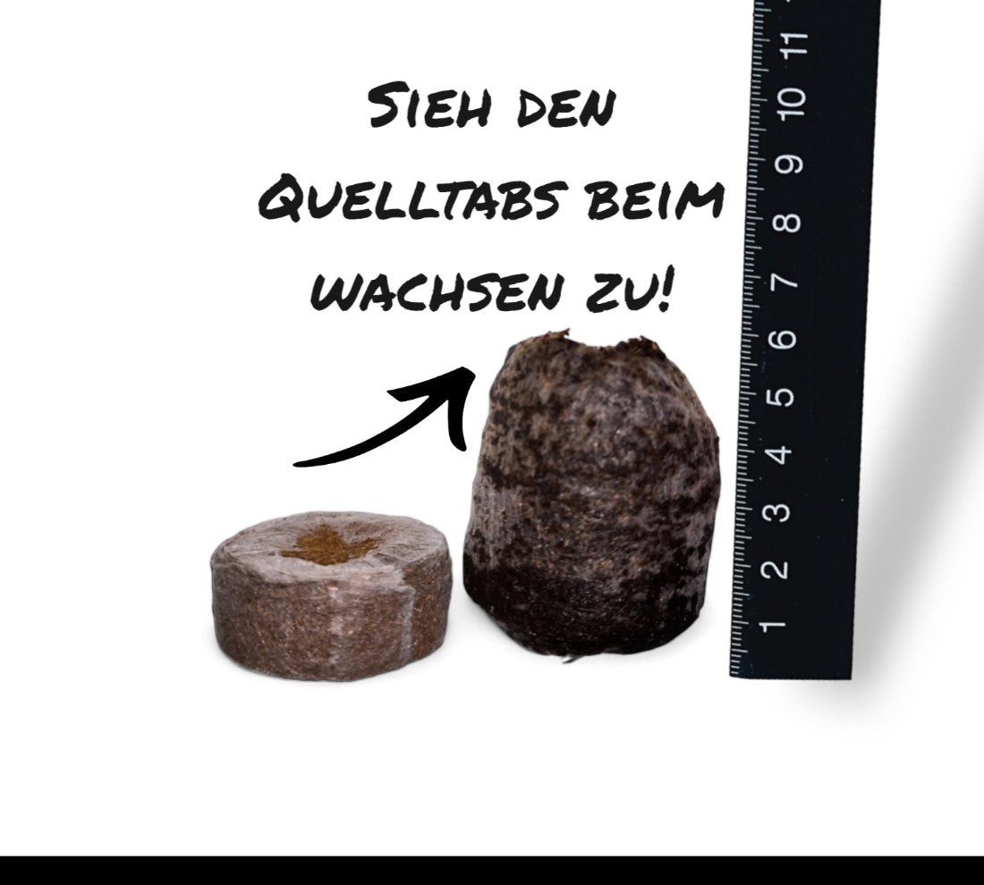 Ein Kokosquelltab vor und nachdem er aufgequollen ist.